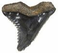 Fossil Hemipristis Shark Tooth - Maryland #42534-1